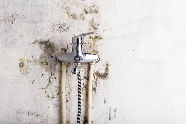 Best Fast Mold Removal  in Tremonton, UT