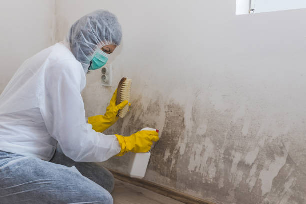 Best Mold Testing and Removal  in Tremonton, UT