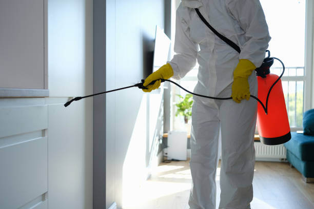 Best Attic Mold Removal  in Tremonton, UT