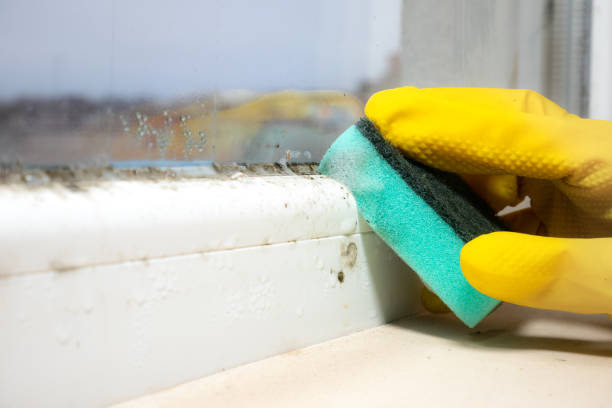 Best Residential Mold Removal  in Tremonton, UT