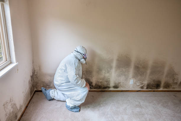 Best Toxic Mold Removal  in Tremonton, UT
