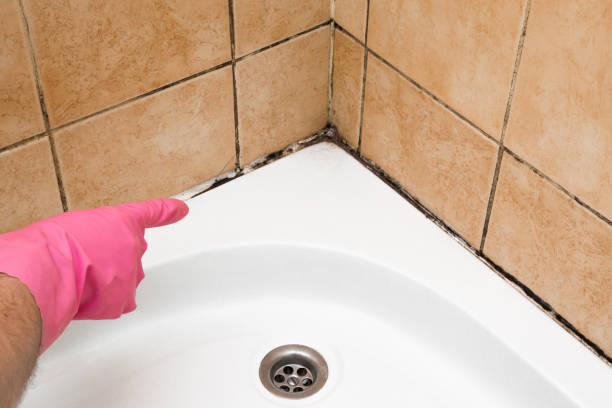 Best Certified Mold Removal  in Tremonton, UT